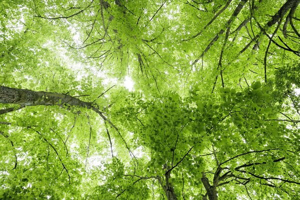 Tree image
